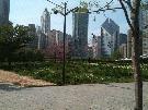 Downtown office buildings from Millenium Park, photo Catherine Nasmith