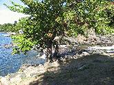 Site of a future power plant, currently occupied by a native marker tree