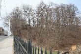 View from Avenue Road in Winter with Oaklands just visible through the trees, City of Toronto 