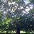 Spadina House- Visit for the Trees